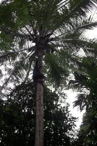Raccolta di cocco su palma Raccoglitore di cocco arrampicato su una palma, circondato da vegetazione tropicale