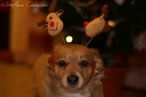 Cane Festoso con Corna da Renna Cane con corna da renna festose durante le festività natalizie