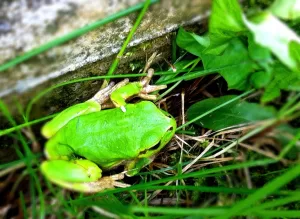 Rana verde nel suo habitat Rana verde che riposa tra l'erba e le foglie in un ambiente naturale