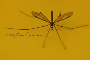 Immagine ravvicinata di un insetto su sfondo giallo con dettagli sulle sue ali e corpo