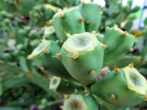 Dettagli del Cactus Primo piano di cactus con dettagli sulle spine e il colore verde brillante