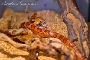 Serpente del grano in habitat Serpente del grano arancione su un ramo in un habitat naturale