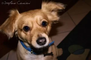 Cane di piccola taglia con pelo chiaro e collare blu in casa