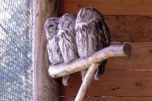 Tre guffi che riposano su un ramo in un ambiente naturale