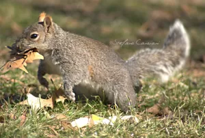 Scoiattolo Grigio in Azione Scoiattolo grigio che raccoglie foglie secche nel parco
