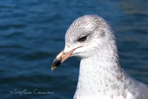 Gabbiano giovane in primo piano su sfondo marino