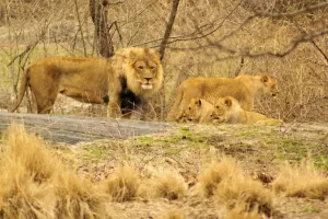 Due leoni maschi e un gruppo di leonesse in un habitat naturale