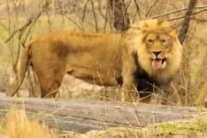 Leone maschio ruggente in natura, evidenziando il suo maestoso mantello e l'ambiente circostante