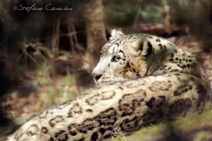 Leopardo delle nevi in natura Leopardo delle nevi avvistato in un ambiente naturale, con il suo caratteristico mantello maculato