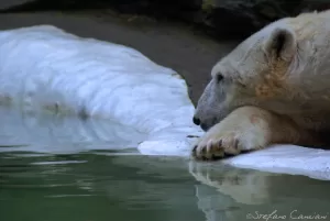 Orso polare che si riposa vicino a un lago ghiacciato