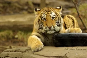Una tigre siberiana fa una pausa accanto a un pneumatico, mostrando il suo manto striato