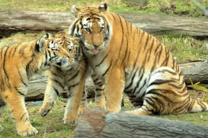 Tigri nel loro habitat naturale Due tigri sedute in un ambiente naturale con tronchi e vegetazione