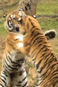 Due tigri scontro in natura, evidenziando la forza e l'agilità di questi felini maestosi