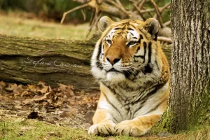 Tigre nel suo habitat naturale Una tigre distesa accanto a un albero in un ambiente naturale