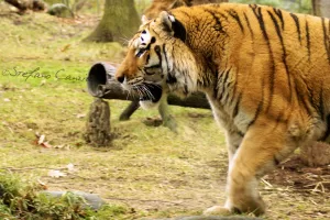 Una tigre che cammina elegantemente nel suo habitat naturale con alberi sullo sfondo