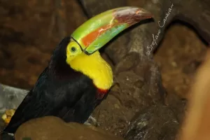 Tucano con becco colorato in habitat naturale