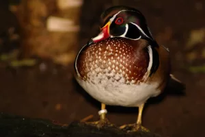 Anatra mandarina con piumaggio colorato e dettagli intricati, in un ambiente scuro