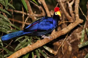 Uccello tropicale blu con cresta rossa su un ramo in una foresta