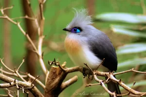 Uccello Esotico con Piumaggio Colori Vivaci Bellissimo uccello con piumaggio grigio e blu, posato su un ramo secco