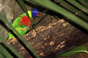 Un pappagallo colorato appollaiato su un tronco in un ambiente naturale