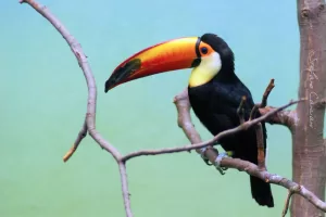 Un tucano con un grande becco colorato, appollaiato su un ramo