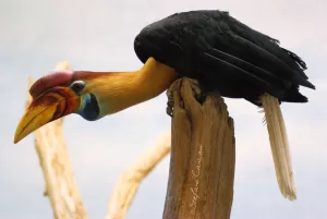 Un grande uccello Rinoceronte con un becco colorato su un ramo