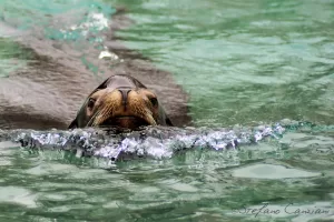 Foca che nuota serenamente in acque limpide, mostrando il muso sopra la superficie