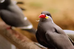 Uccello dal becco distintivo Uccello con becco rosso e piumaggio grigio scuro, presente in habitat naturale