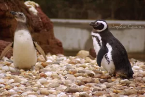 Pinguini in un habitat naturale Due p pinguini su una spiaggia di ciottoli, uno a sinistra e uno a destra