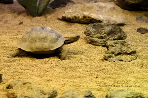 Tartaruga terrestre in movimento Una tartaruga terrestre che cammina su una superficie di sabbia in un ambiente roccioso