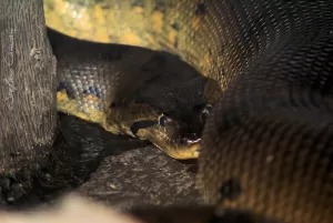 Anaconda in Ambientazione Naturale Un grosso anaconda che si nasconde in un habitat naturale umido e scuro