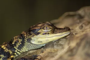 Un giovanissimo coccodrillo che riposa su una roccia con dettagli evidenti nella pelle