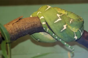 Pitone verde avvolto su un ramo in un ambiente naturale
