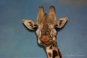 Giraffa che guarda in camera con uno sfondo blu per un'esperienza visiva unica