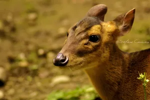 Primo piano di un cervo dalla pelliccia marrone con occhi espressivi immerso nella natura