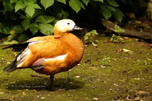 Anatra originale in natura Anatra originale con piumaggio arancione su un terreno coperto di muschio