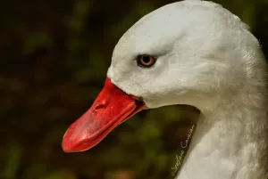 Cigno Bianco in Primo Piano close-up di un cigno bianco con becco rosso sullo sfondo naturale