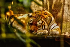 Tigre siberiana in riposo Una tigre siberiana che riposa su una piattaforma con fogliame intorno