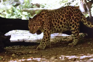 Leopardo che cammina in un habitat naturale con foliage verde e tronchi di alberi