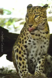 Leopardo con pelliccia decorata da macchie, seduto in un ambiente naturale