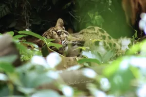 Una tigre che si riposa tra la vegetazione lussureggiante in un ambiente naturale