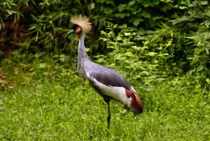 Gru coronata in un ambiente naturale, con piumaggio grigio e bianco e cresta distintiva