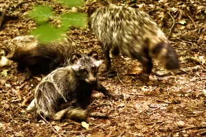 Tre procioni in un bosco, due in movimento e uno seduto sul terreno