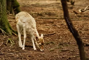 Un giovane cervo si nutre sul terreno boschivo circondato da alberi