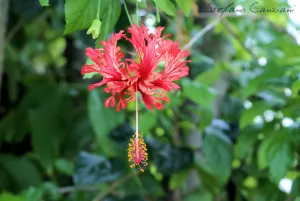 Fiore di ibisco brillante Fiore di ibisco rosso appeso con fogliame verde sullo sfondo