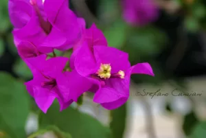 Fiori di Bougainvillea Bougainvillea fiorita di colore viola con dettagli gialli