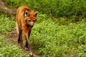 Volpe rossa nel suo habitat Una volpe rossa che cammina tra la vegetazione verde in un ambiente naturale