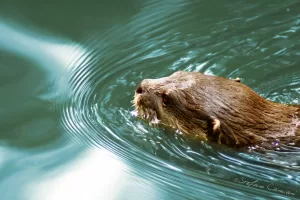 Castoro che nuota in acqua con onde concentriche sullo sfondo