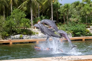 Delfini che saltano sopra l'acqua in un ambiente tropicale con palme
