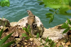 Iguana che si rilassa su una roccia vicino all'acqua